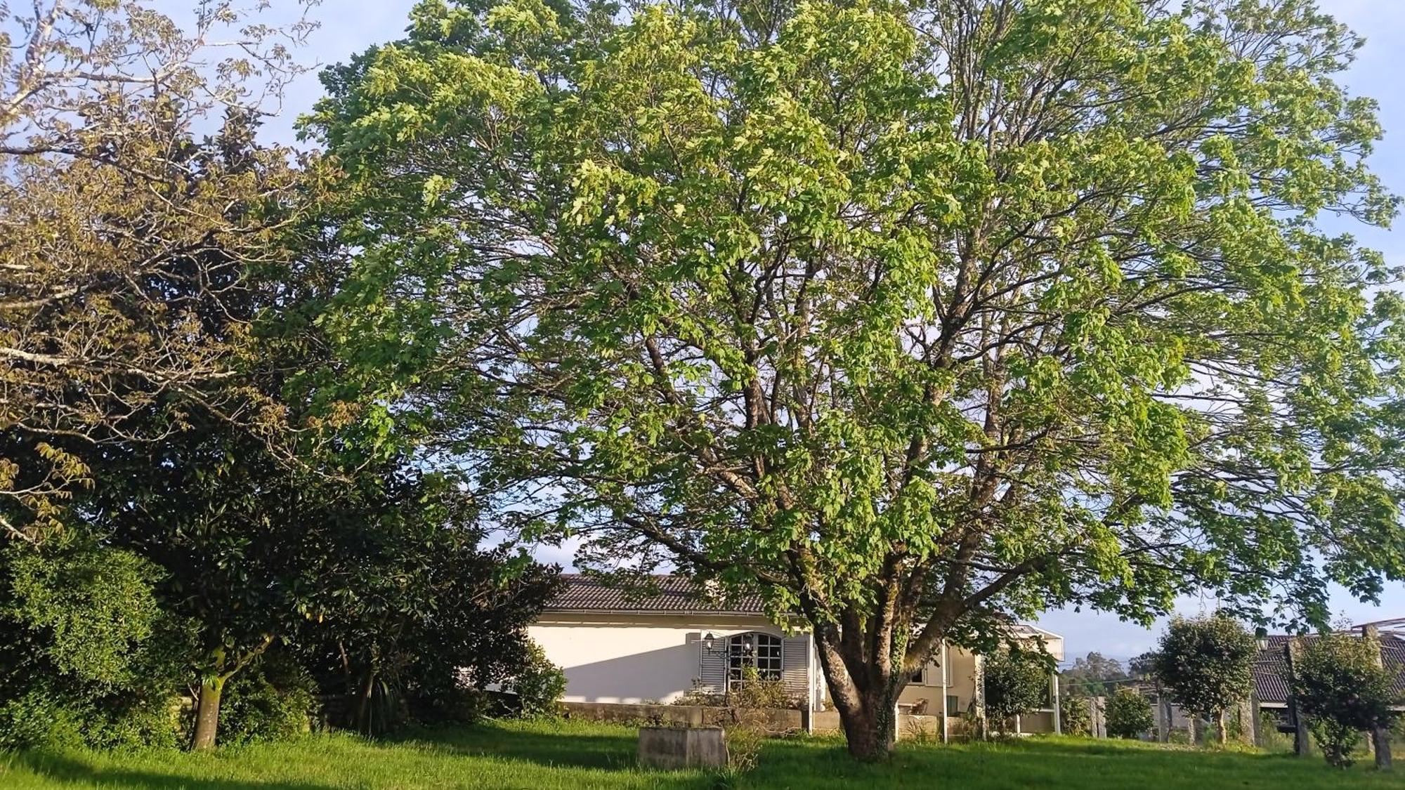 La Maison D'Abelleira Ponteareas Dış mekan fotoğraf